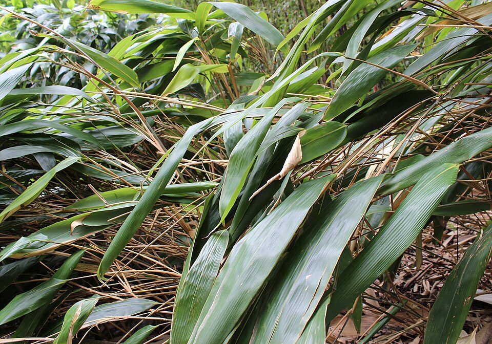 Indocalamus tessellatus (bambou à feuilles géantes)