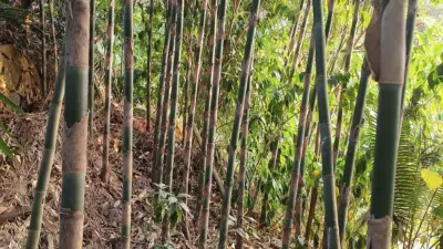Melocanna baccifera