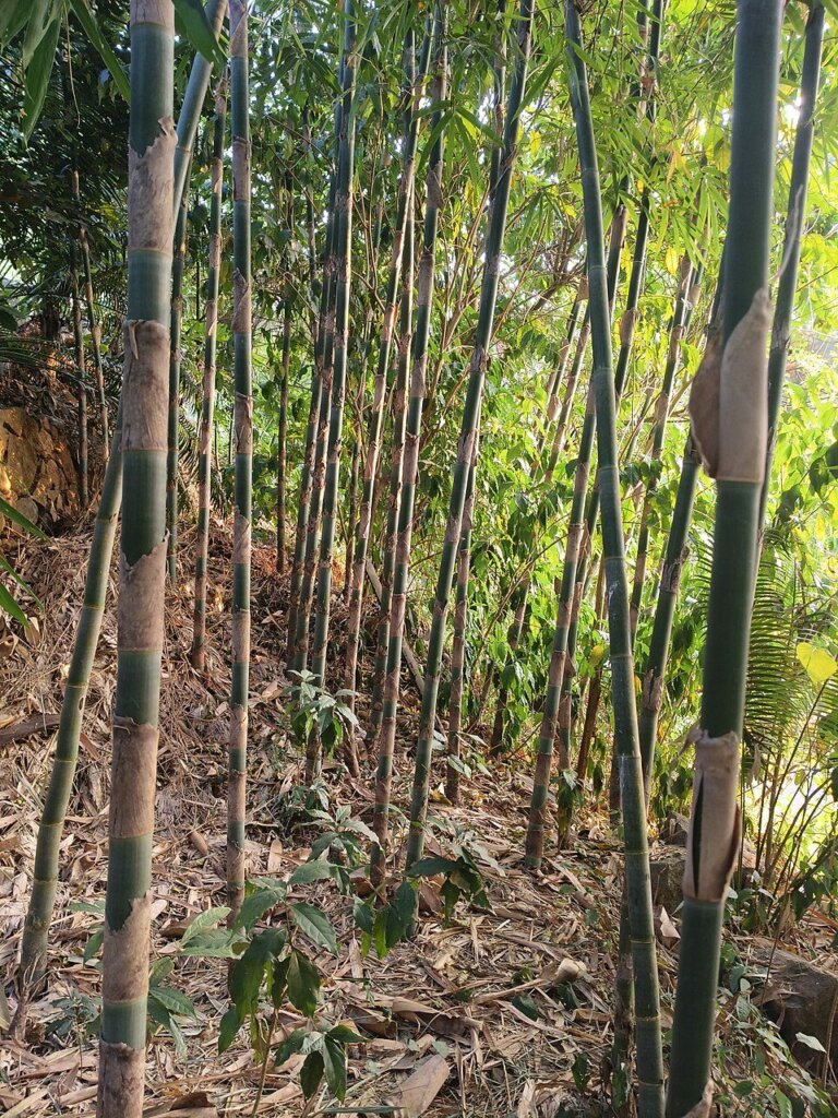 Melocanna baccifera (muli)