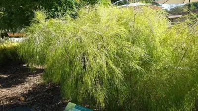 Otatea acuminata