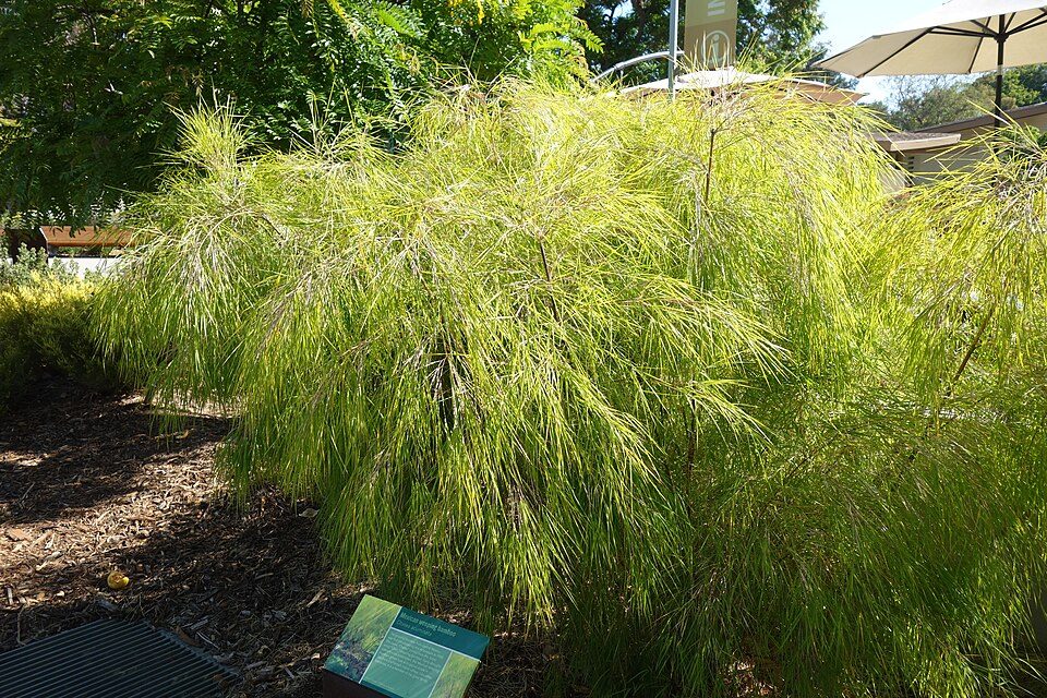 Otatea acuminata (bambou pleureur)