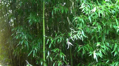 Phyllostachys atrovaginata