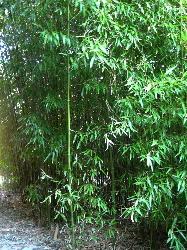 Phyllostachys atrovaginata (bambou à encens)