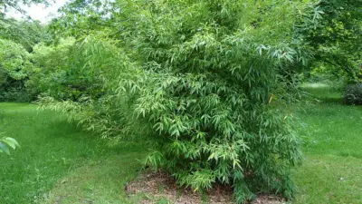 Phyllostachys aurea