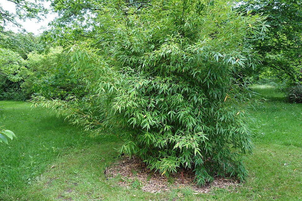 Phyllostachys aurea (bambou doré)