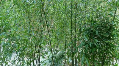Phyllostachys aureosulcata