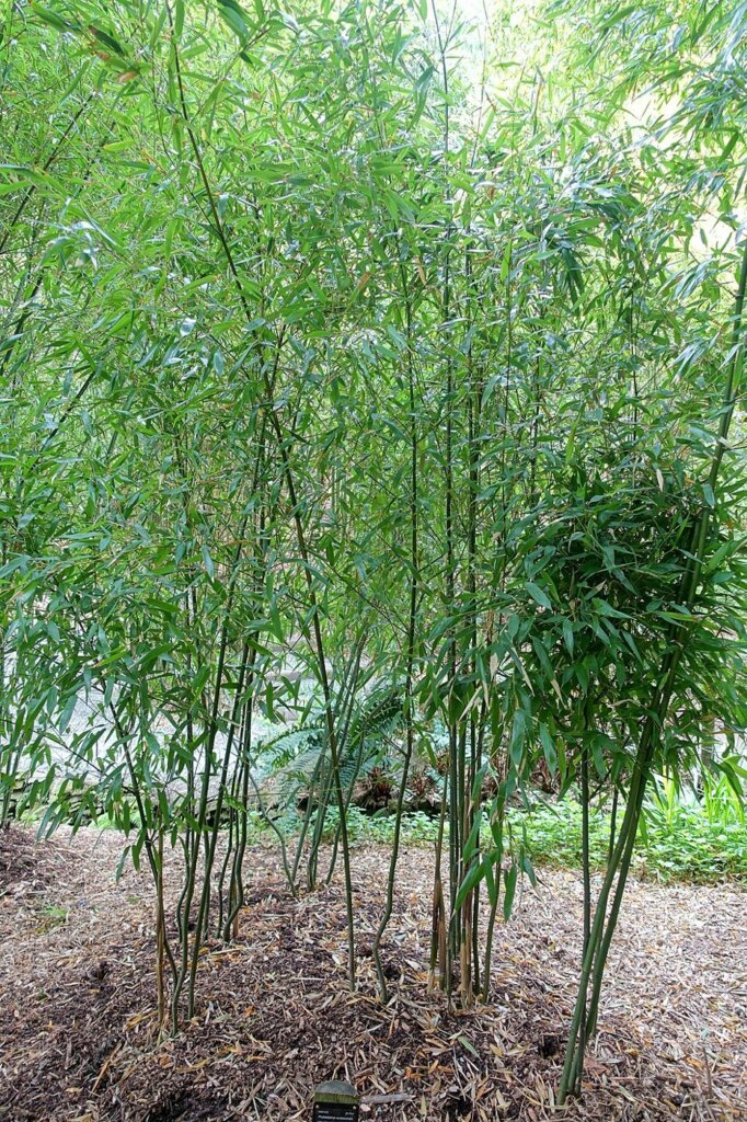 Phyllostachys aureosulcata (Bambou à sillon jaune)