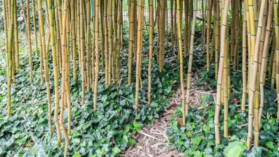 Phyllostachys aureosulcata ‘Aureocaulis’