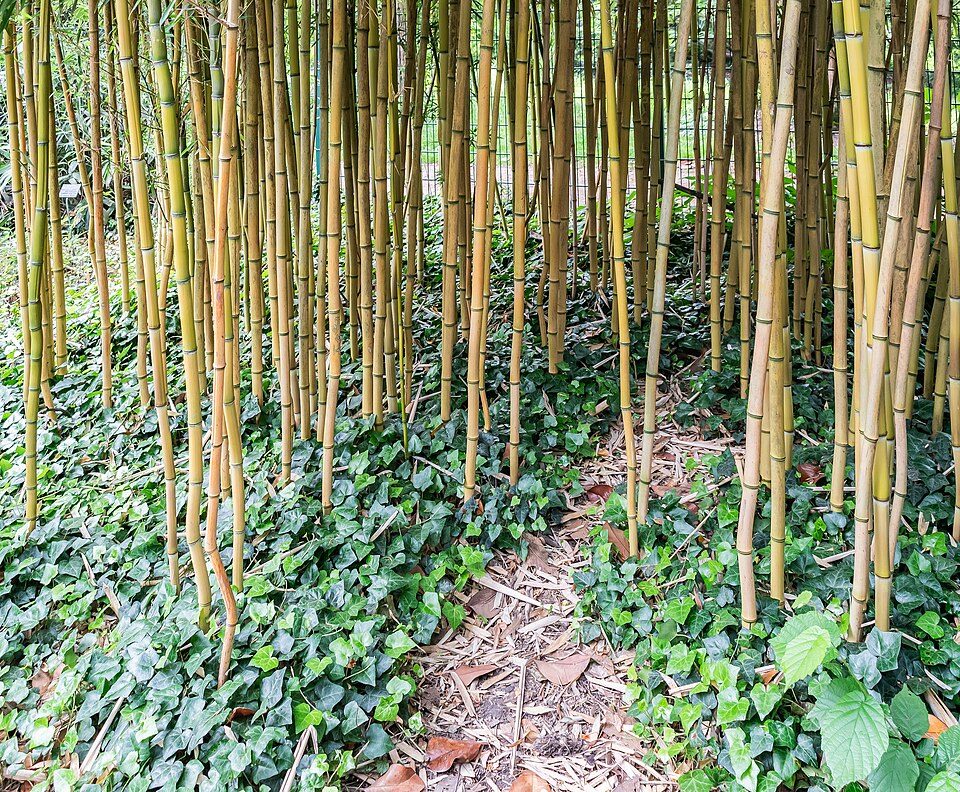 Phyllostachys aureosulcata 'Aureocaulis' : photo de l'espèce