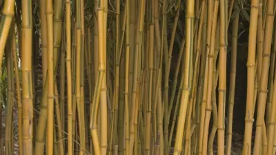 Phyllostachys aureosulcata ‘Spectabilis’