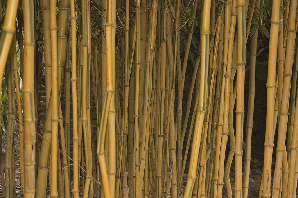 Phyllostachys aureosulcata 'Spectabilis'