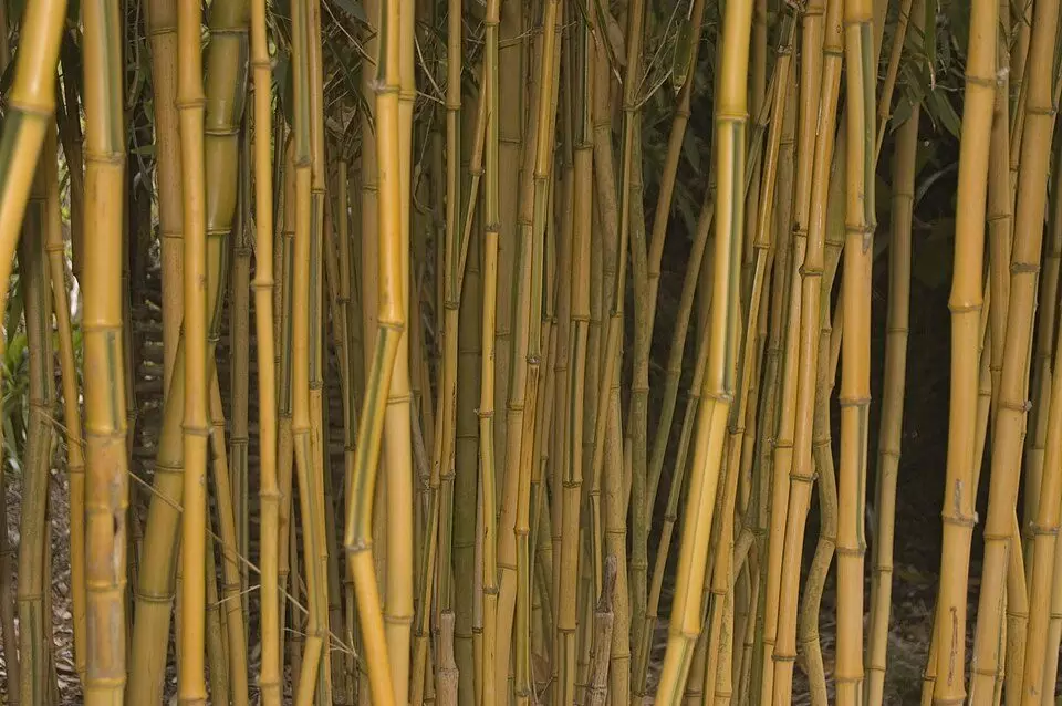 Phyllostachys aureosulcata 'Spectabilis'