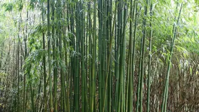 Phyllostachys bambusoides