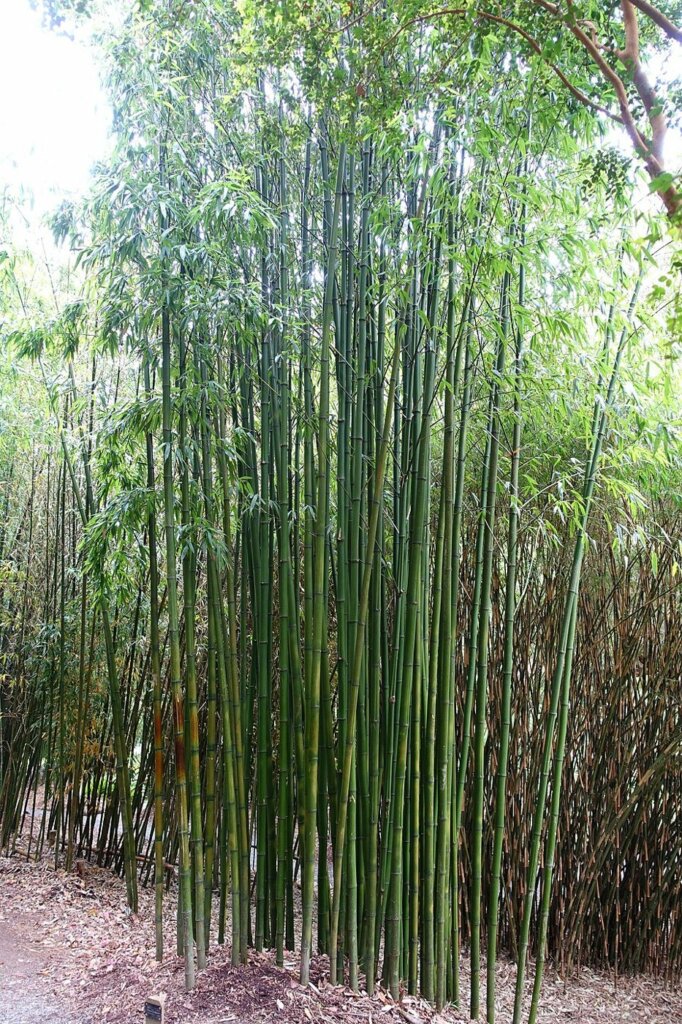 Phyllostachys bambusoides (madake)