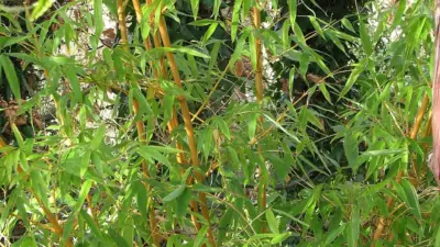 Phyllostachys bambusoides ‘Castillonis’