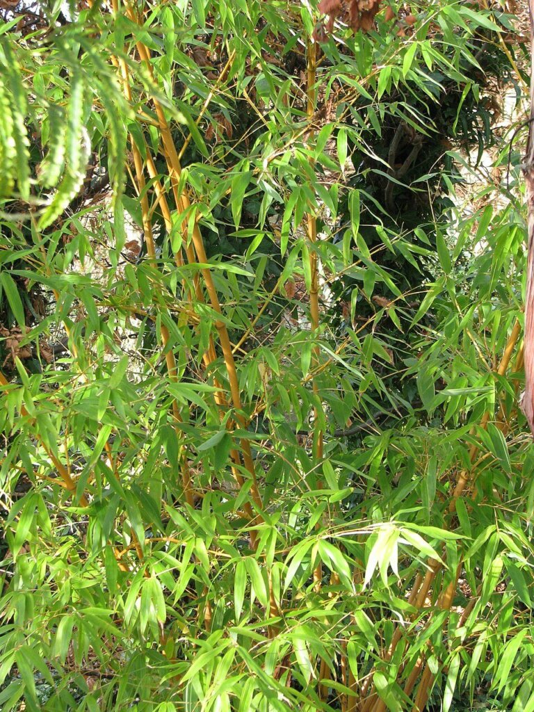Phyllostachys bambusoides 'Castillonis'