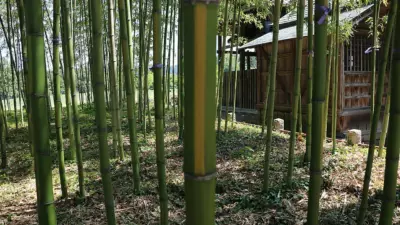 Phyllostachys bambusoides ‘Castillonis Inversa’