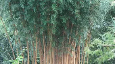 Phyllostachys bambusoides ‘Holochrysa’