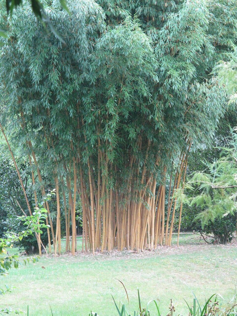 Phyllostachys bambusoides 'Holochrysa'