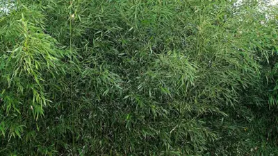 Phyllostachys bissetii