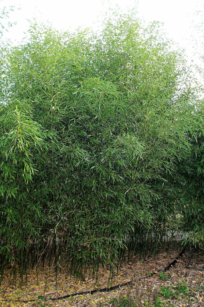 Phyllostachys bissetii