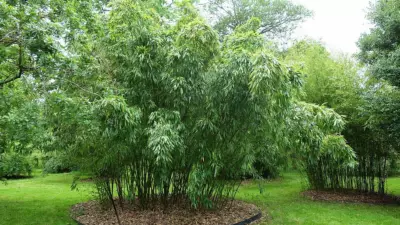Phyllostachys dulcis