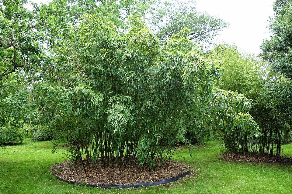 Phyllostachys dulcis