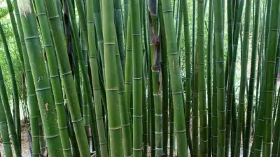Phyllostachys edulis