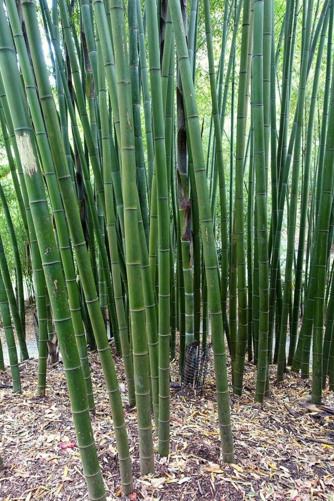 Phyllostachys edulis (bambou moso)