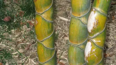 Phyllostachys edulis ‘Kikko’