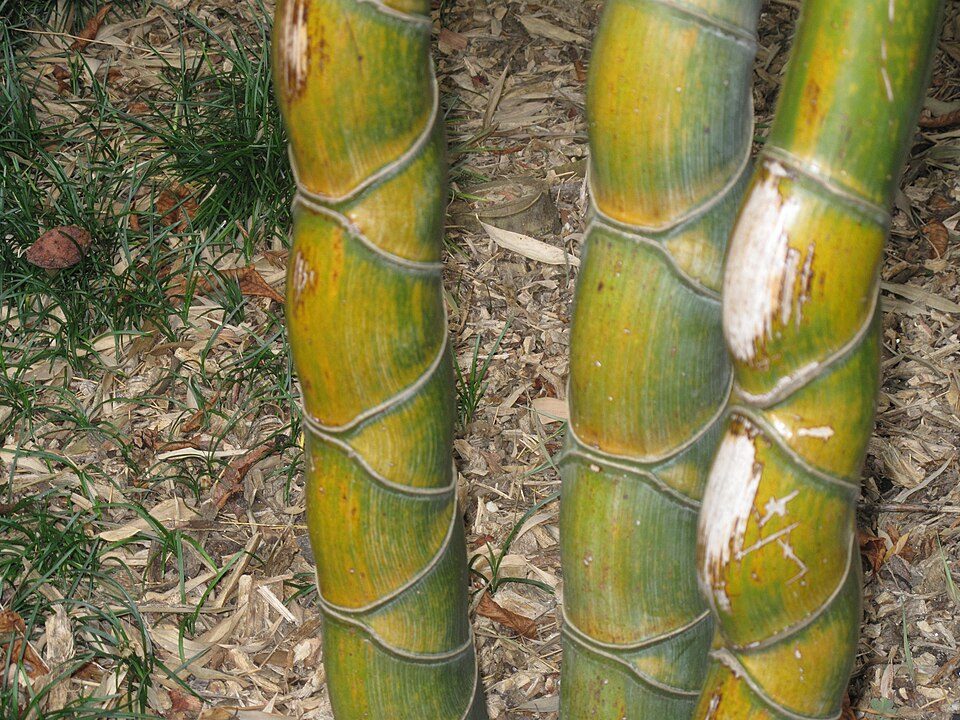 Phyllostachys edulis 'Kikko' (bambou écaille de tortue)