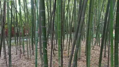 Phyllostachys glauca