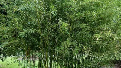Phyllostachys humilis