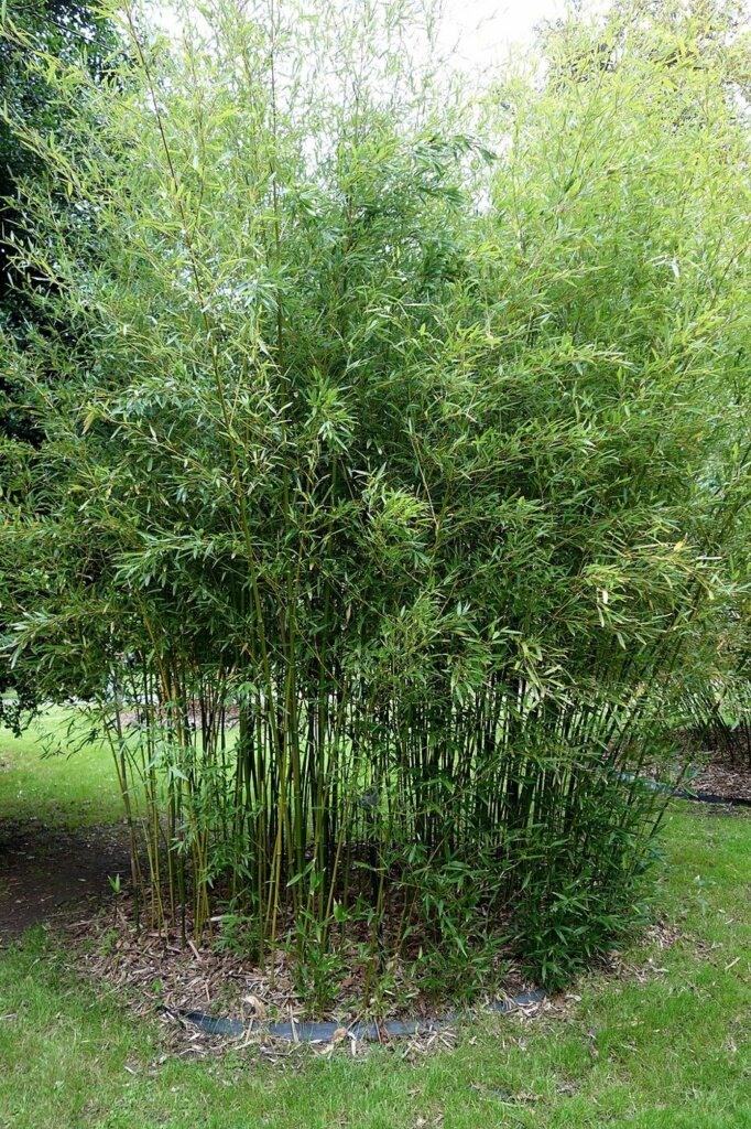 Phyllostachys humilis