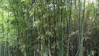 Phyllostachys iridescens