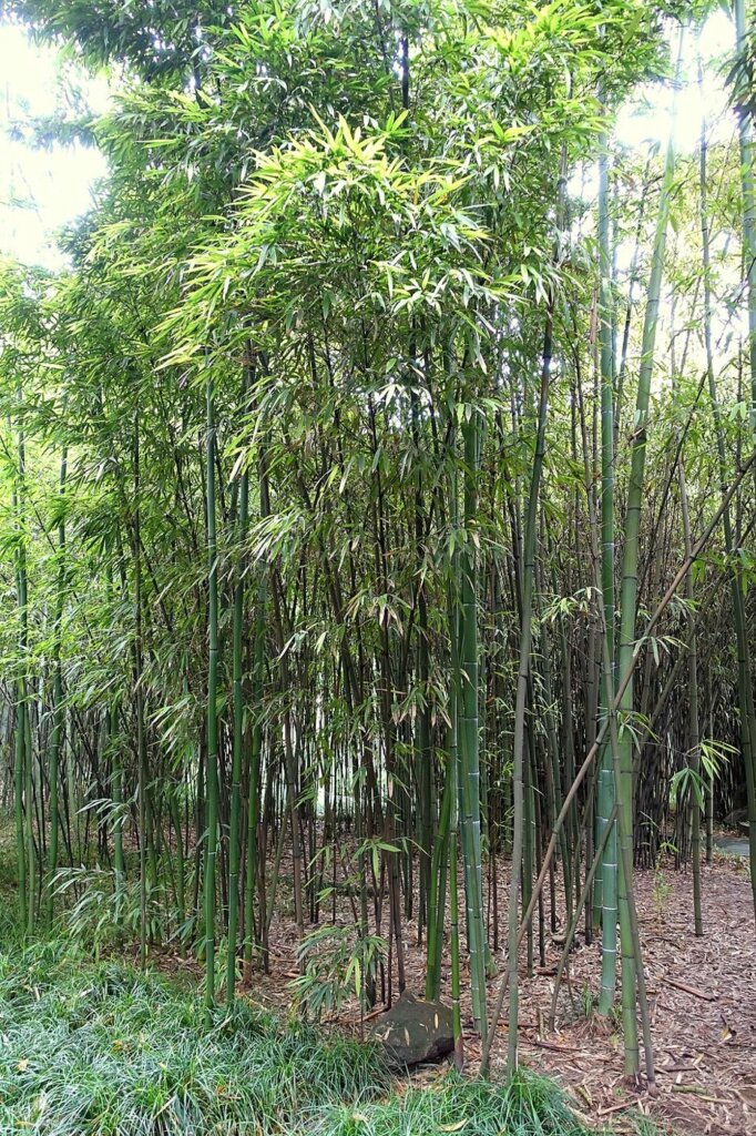 Phyllostachys iridescens (Bambou à gaines rouges)