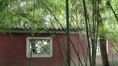 Phyllostachys nidularia