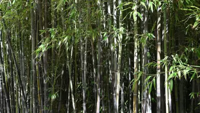 Phyllostachys nigra
