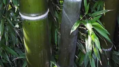 Phyllostachys nigra ‘Boryana’