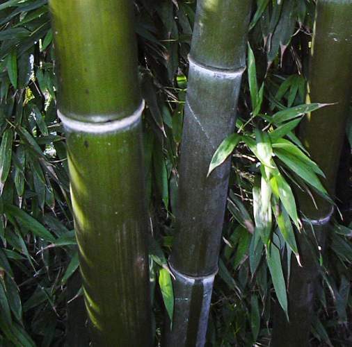Phyllostachys nigra 'Boryana' (bambou tigré, bambou léopard)