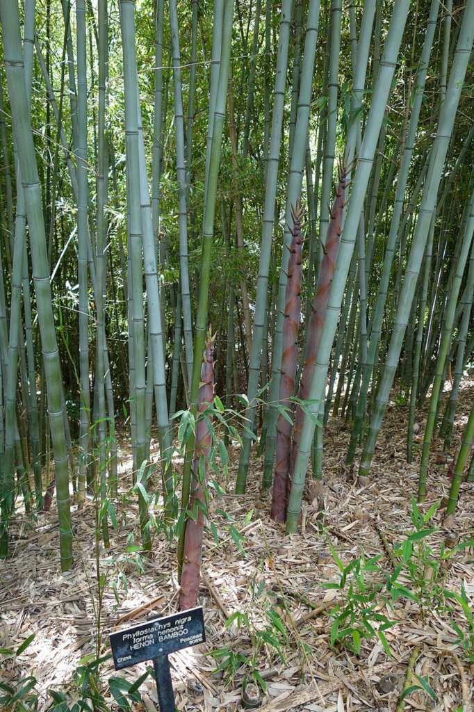 Phyllostachys nigra 'Henonis' (bambou géant gris)