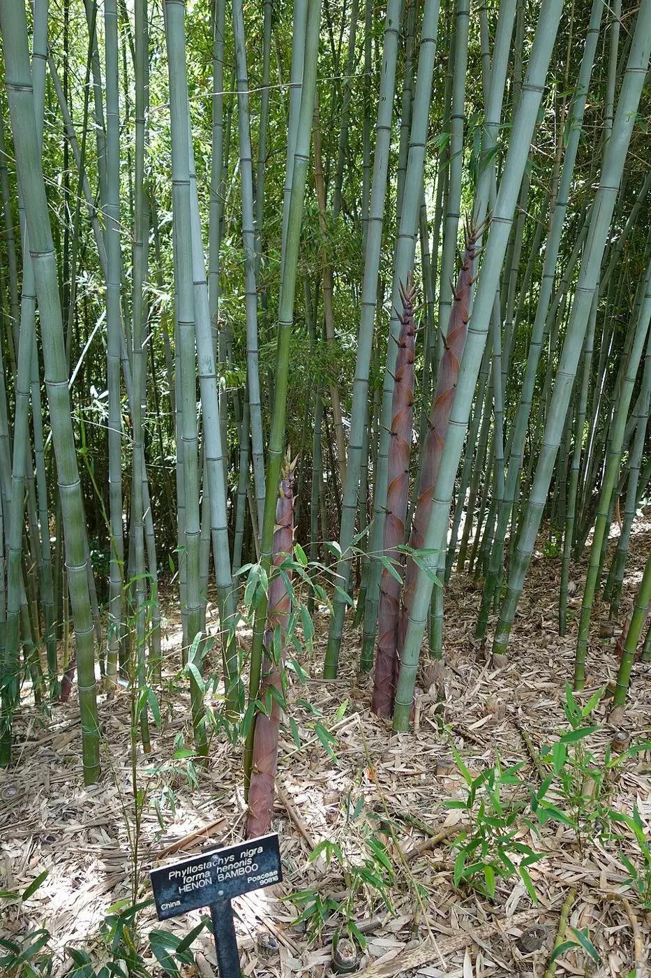 Phyllostachys nigra ‘Henonis’