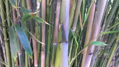 Phyllostachys nigra ‘Megurochiku’