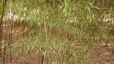 Phyllostachys nigra ‘Punctata’