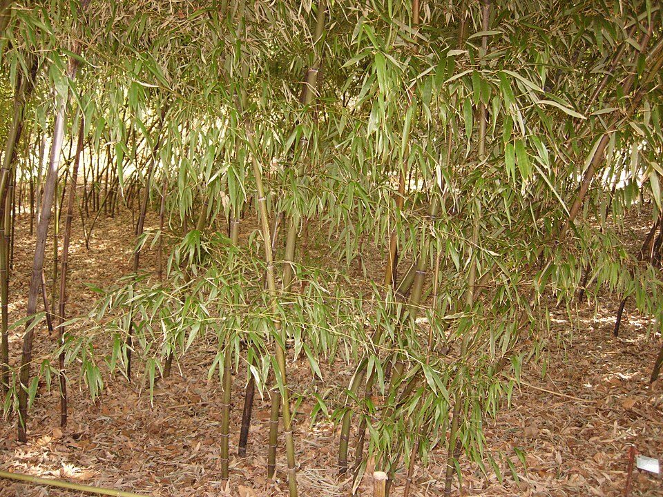 Phyllostachys nigra 'Punctata' (bambou noir ponctué)