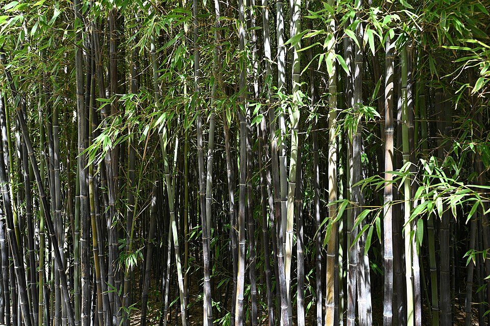 Phyllostachys nigra (bambou noir)