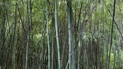 Phyllostachys nuda