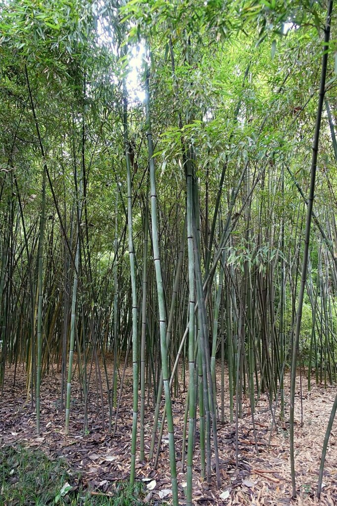 Phyllostachys nuda (Bambou à gaines nues)