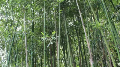Phyllostachys violascens