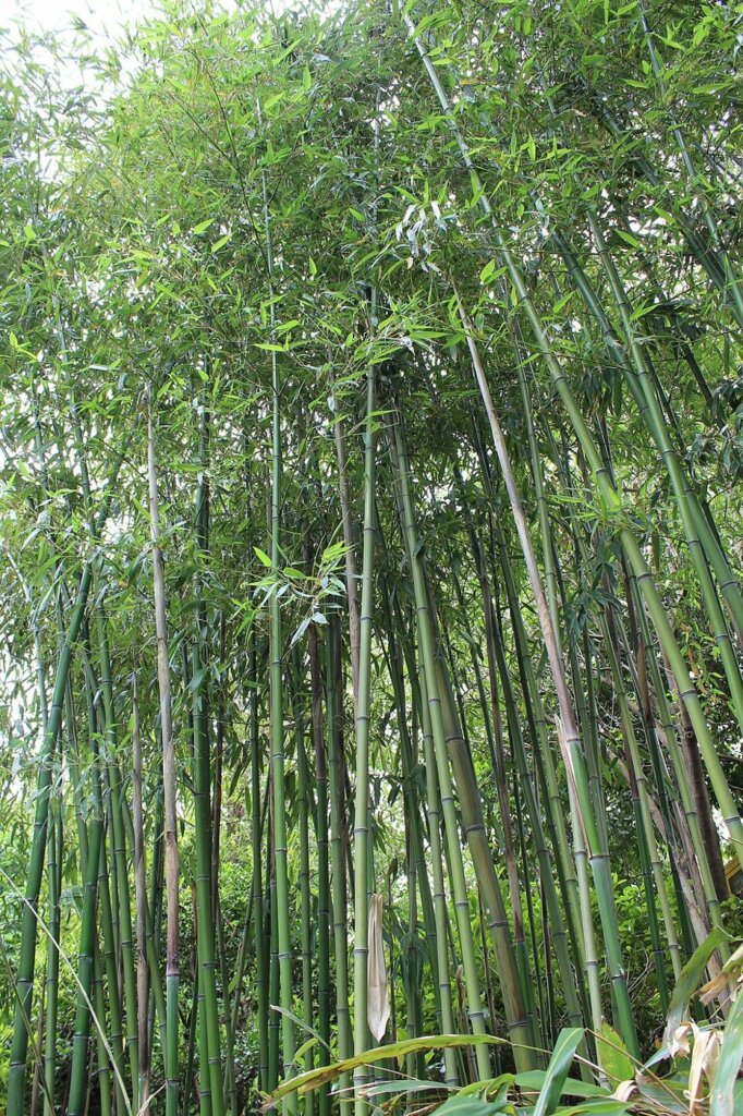 Phyllostachys violascens